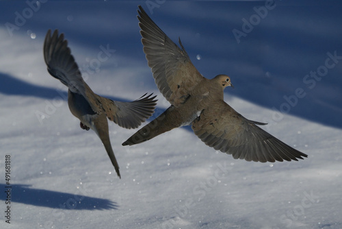 Mourning doves taking off in shadows with diamond like glinting snowflakes flying around photo