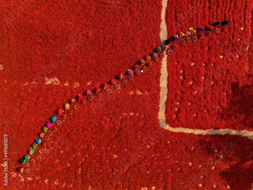 Aerial view of many people working in a red chilies field during the harvest, Bangladesh.