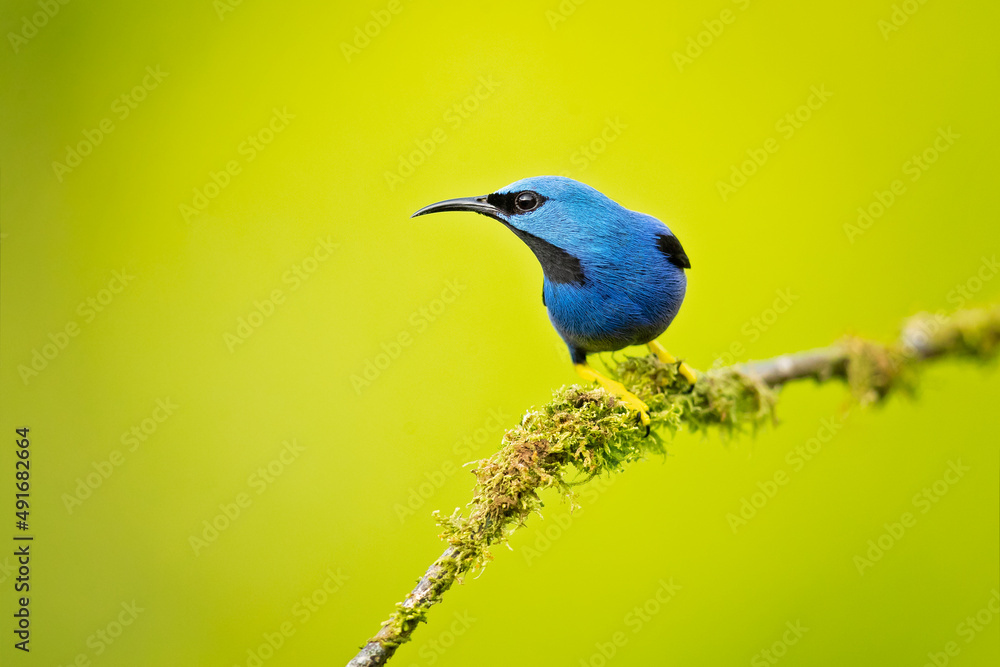 The shining honeycreeper (Cyanerpes lucidus) is a small bird in the tanager family. It is found in the tropical New World in Central America from southern Mexico to Panama 