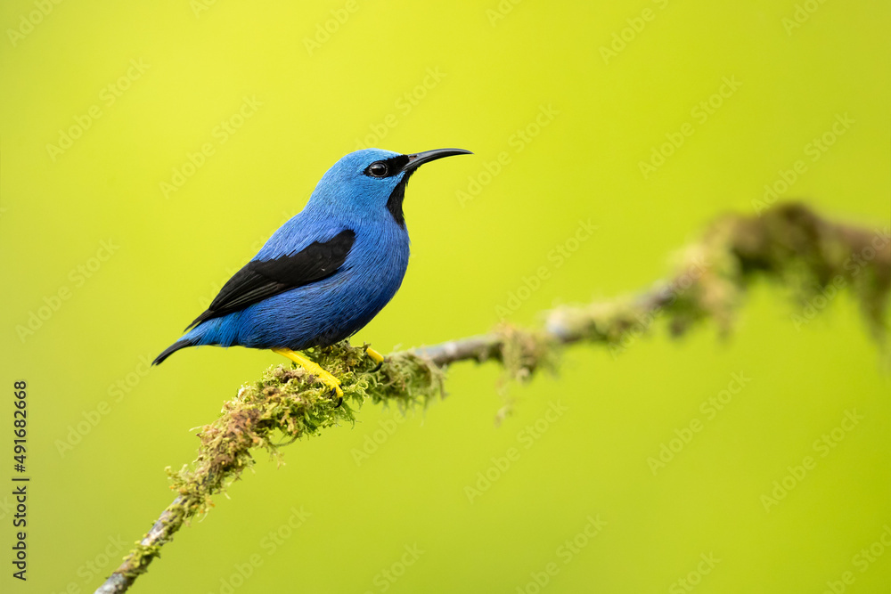 The shining honeycreeper (Cyanerpes lucidus) is a small bird in the tanager family. It is found in the tropical New World in Central America from southern Mexico to Panama 