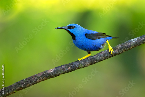 The shining honeycreeper (Cyanerpes lucidus) is a small bird in the tanager family. It is found in the tropical New World in Central America from southern Mexico to Panama  © Milan
