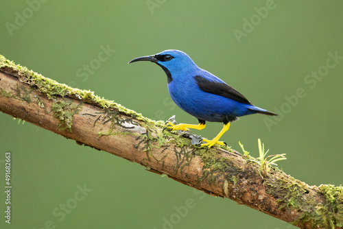 The shining honeycreeper (Cyanerpes lucidus) is a small bird in the tanager family. It is found in the tropical New World in Central America from southern Mexico to Panama 