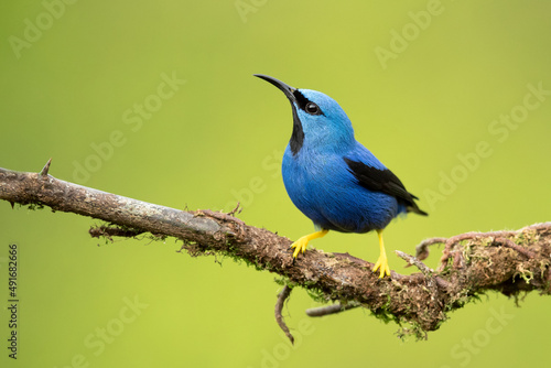 The shining honeycreeper (Cyanerpes lucidus) is a small bird in the tanager family. It is found in the tropical New World in Central America from southern Mexico to Panama  © Milan