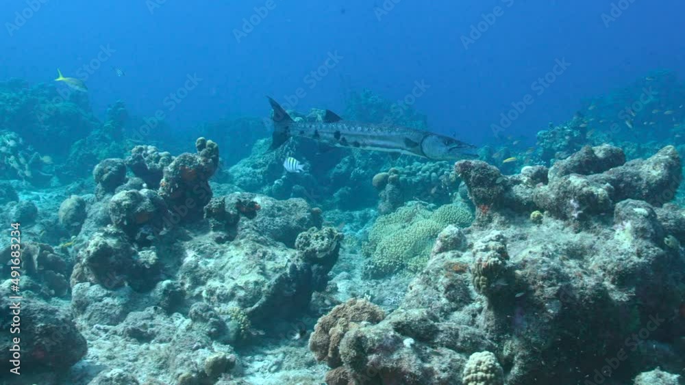 Seascape with Great Barracuda in the coral reef of Caribbean Sea, Curacao Seascape with Great Barracuda in the coral reef of Caribbean Sea, Curacao