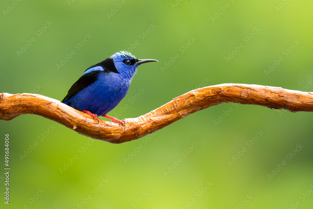 Naklejka premium The red-legged honeycreeper (Cyanerpes cyaneus) is a small songbird species in the tanager family (Thraupidae).