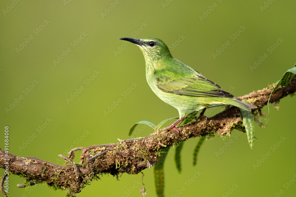 Obraz premium The red-legged honeycreeper (Cyanerpes cyaneus) is a small songbird species in the tanager family (Thraupidae).