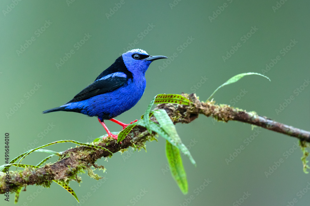 The red-legged honeycreeper (Cyanerpes cyaneus) is a small songbird species in the tanager family (Thraupidae). The red-legged honeycreeper (Cyanerpes cyaneus) is a small songbird species in the tanager family (Thraupidae).