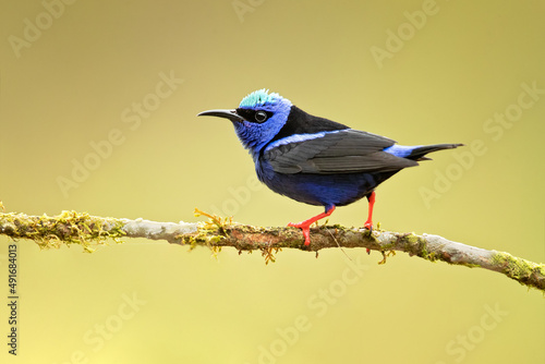 The red-legged honeycreeper (Cyanerpes cyaneus) is a small songbird species in the tanager family (Thraupidae). photo