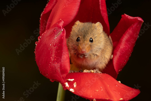 harvest mouse sat inside red tulip