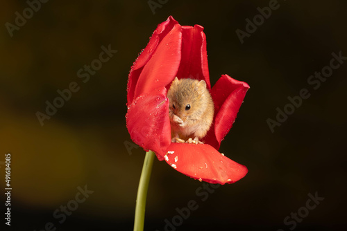 harvest mouse sat inside red tulip