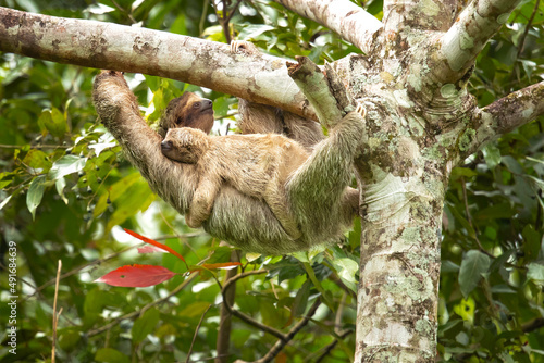 The brown-throated sloth (Bradypus variegatus) is a species of three-toed sloth found in the Neotropical realm of Central and South America © Milan