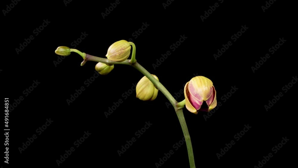 Orchid Blossoms. Blooming Red Orchid Phalaenopsis Flower on Black Background. Time Lapse. Maria Theresa Orchid. 4K. Orchid Blossoms. Blooming Red Orchid Phalaenopsis Flower on Black Background. Time Lapse. Maria Theresa Orchid. 4K.
