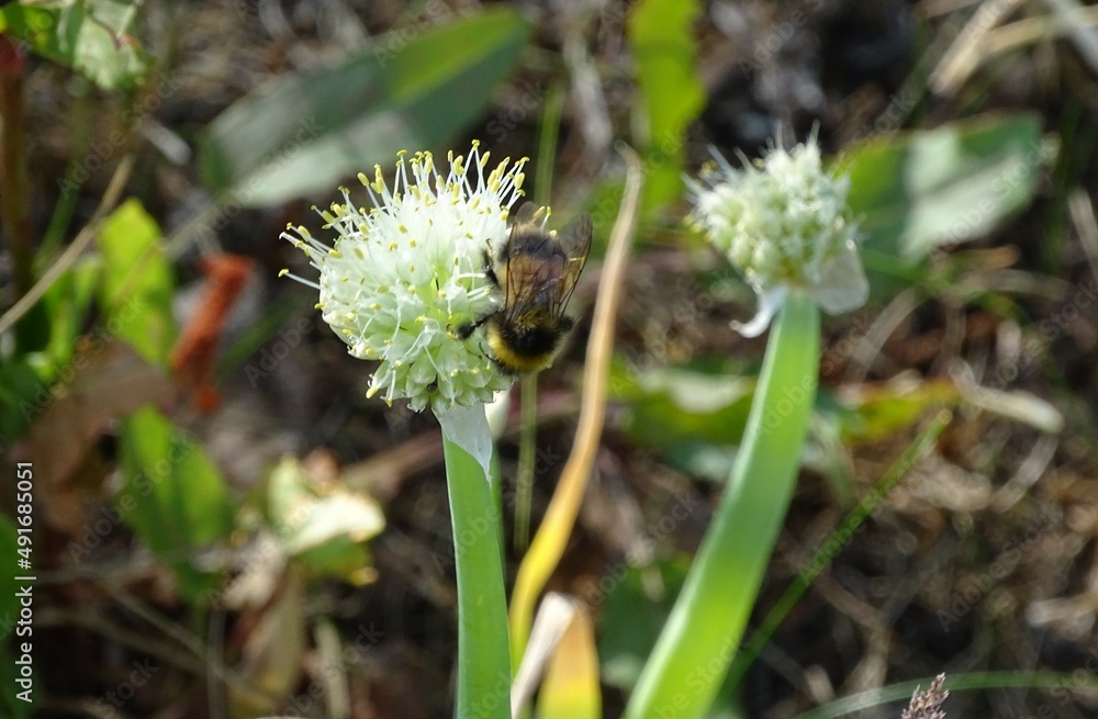Fototapeta premium bumblebee's hard work
