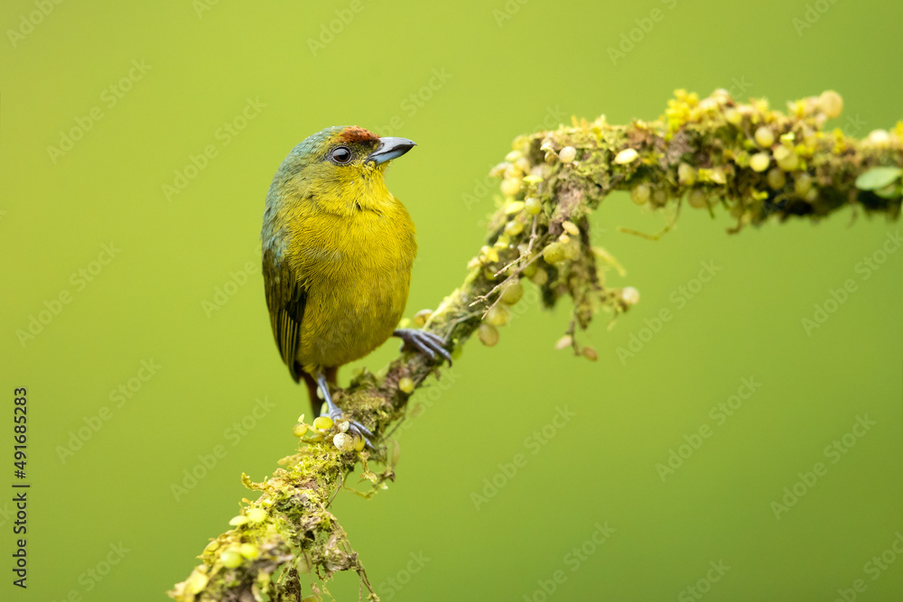Obraz premium The olive-backed euphonia (Euphonia gouldi) is a small passerine bird in the finch family. Taken in Costa Rica