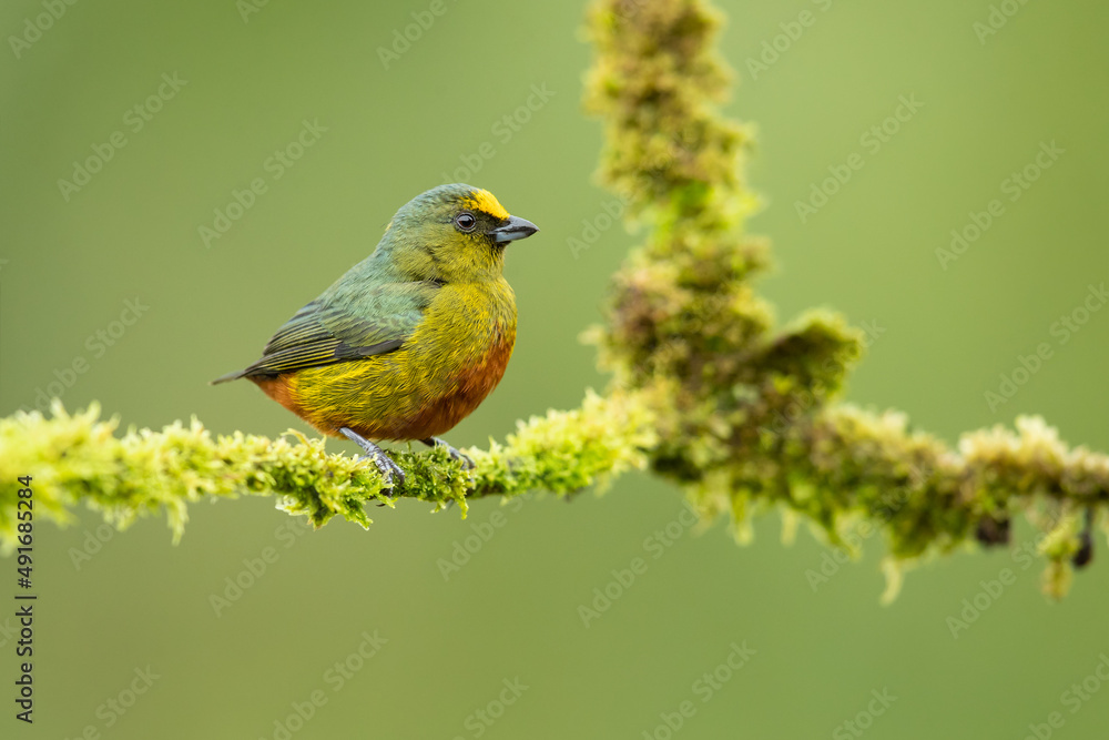 The olive-backed euphonia (Euphonia gouldi) is a small passerine bird in the finch family. Taken in Costa Rica The olive-backed euphonia (Euphonia gouldi) is a small passerine bird in the finch family. Taken in Costa Rica