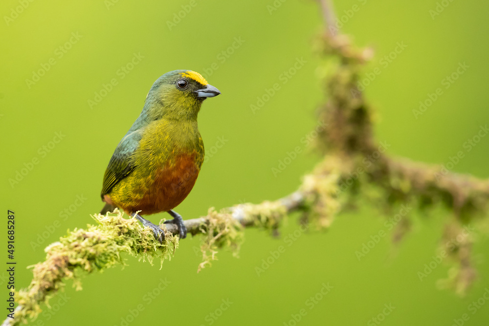 Fototapeta premium The olive-backed euphonia (Euphonia gouldi) is a small passerine bird in the finch family. Taken in Costa Rica