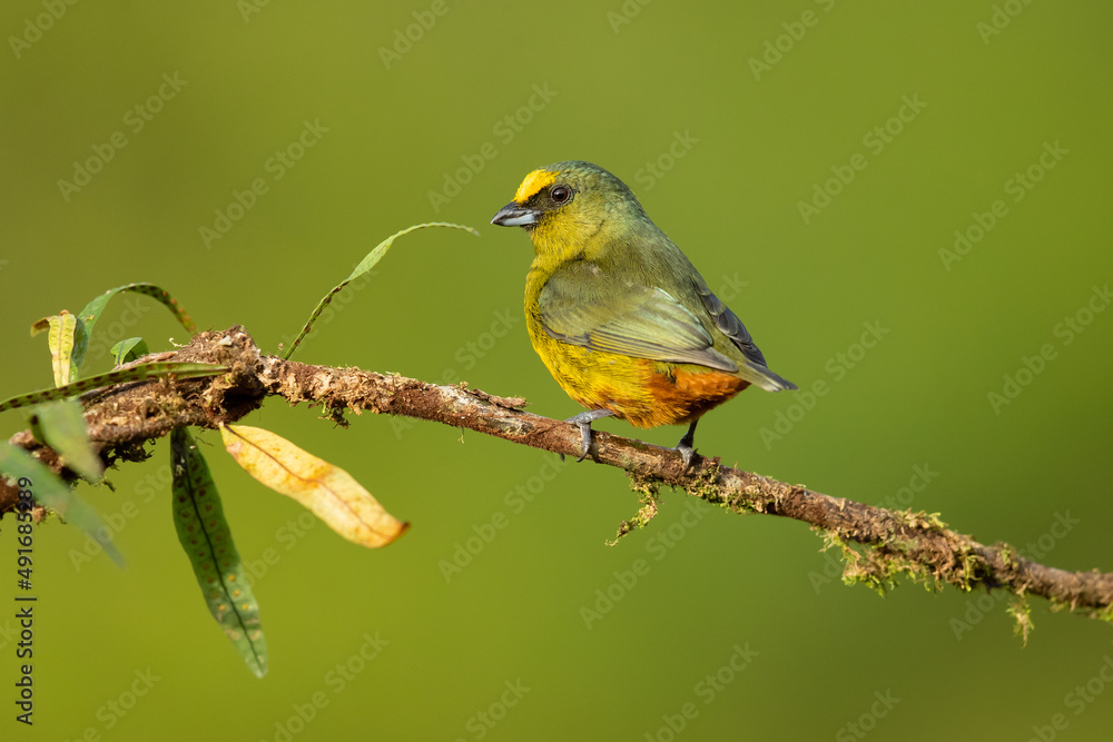 Fototapeta premium The olive-backed euphonia (Euphonia gouldi) is a small passerine bird in the finch family. Taken in Costa Rica