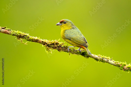 The olive-backed euphonia (Euphonia gouldi) is a small passerine bird in the finch family. Taken in Costa Rica © Milan