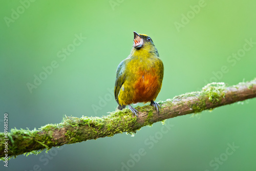 The olive-backed euphonia (Euphonia gouldi) is a small passerine bird in the finch family. Taken in Costa Rica © Milan