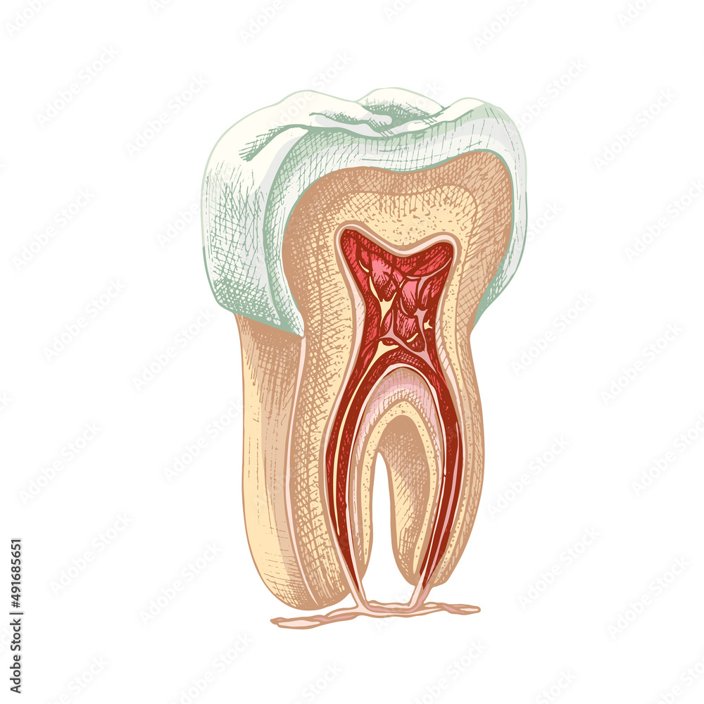 72_tooth structure, graphics_tooth structure, graphics, vector contour illustration on a white background, molar, gum, root, vessels, nerves, incision, anatomical drawing, colored 72_tooth structure, graphics_tooth structure, graphics, vector contour illustration on a white background, molar, gum, root, vessels, nerves, incision, anatomical drawing, colored