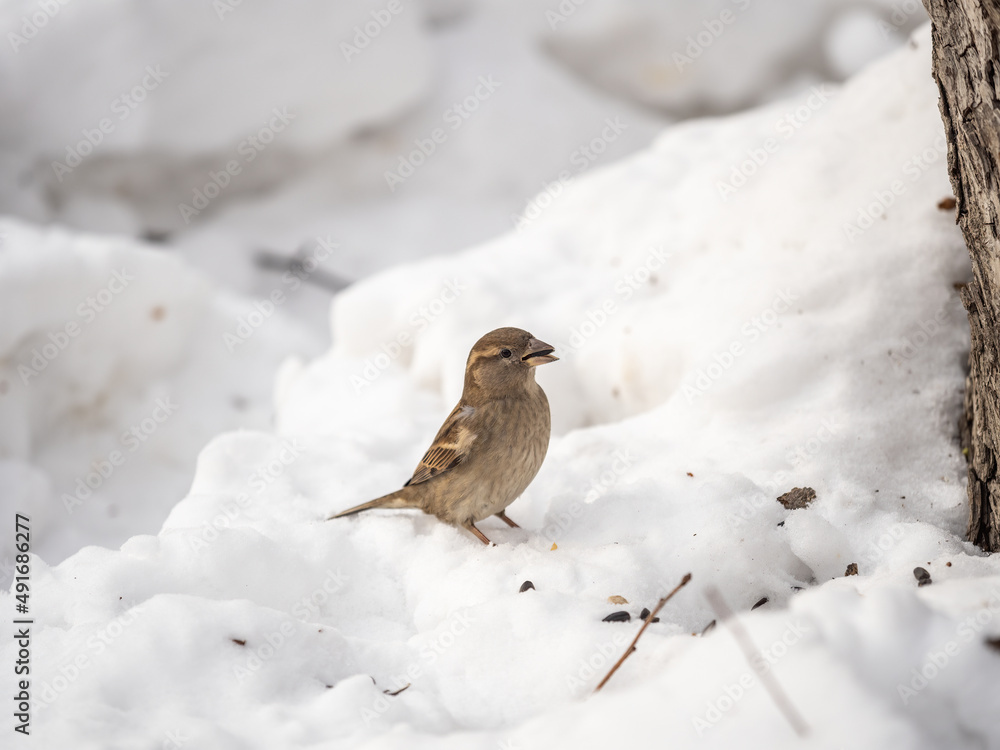 House Sparrow, Passer domesticus, standing in the snow. House Sparrow, Passer domesticus, standing in the snow.