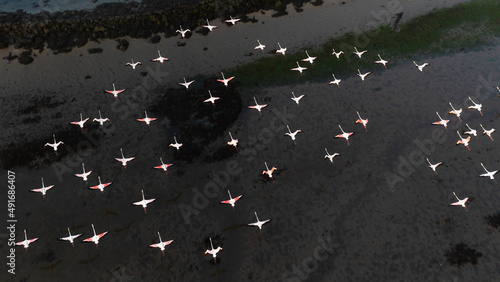 Aerial view of a colony of flamingos in Torreira, Murtosa, Ria de Aveiro, Aveiro, Portugal. photo