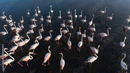 Aerial view of a colony of flamingos in Torreira, Murtosa, Ria de Aveiro, Aveiro, Portugal.