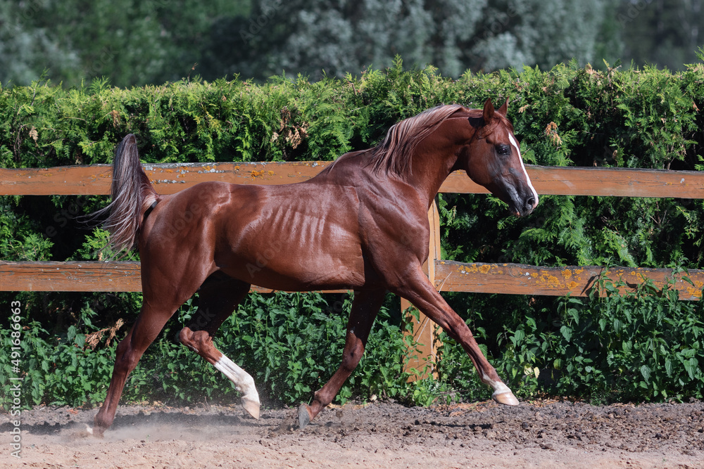 Beautiful chestnut horse running in paddock on the sand background Beautiful chestnut horse running in paddock on the sand background