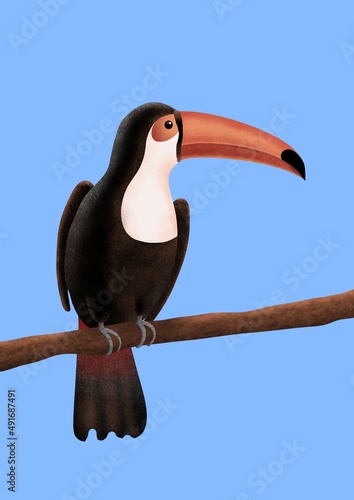 toucan on a branch