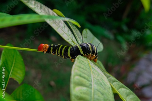 Frangipani worm in green bush