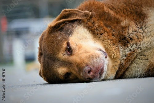 Stray dog with both eyes looking in different directions, stray dog with different eyes.