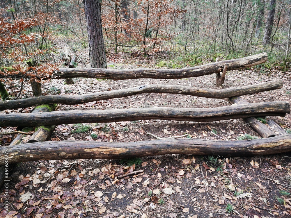 wooden, trunks in forest wooden, trunks in forest