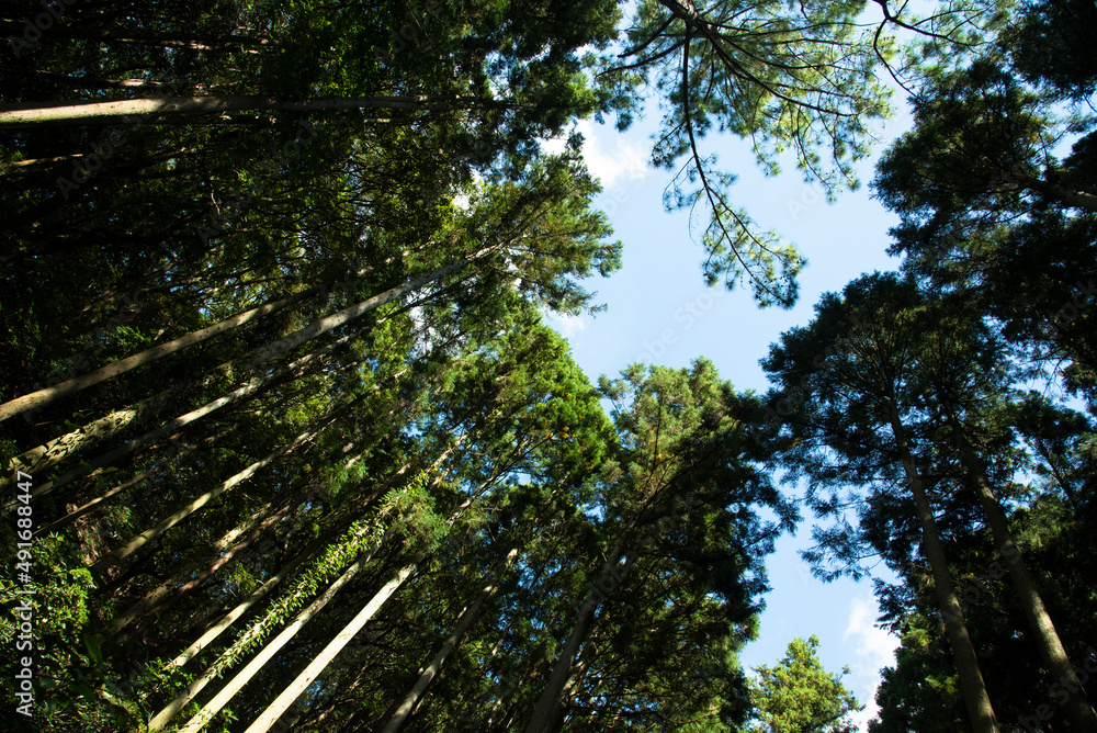 Fototapeta premium View of the blue sky with high green trees