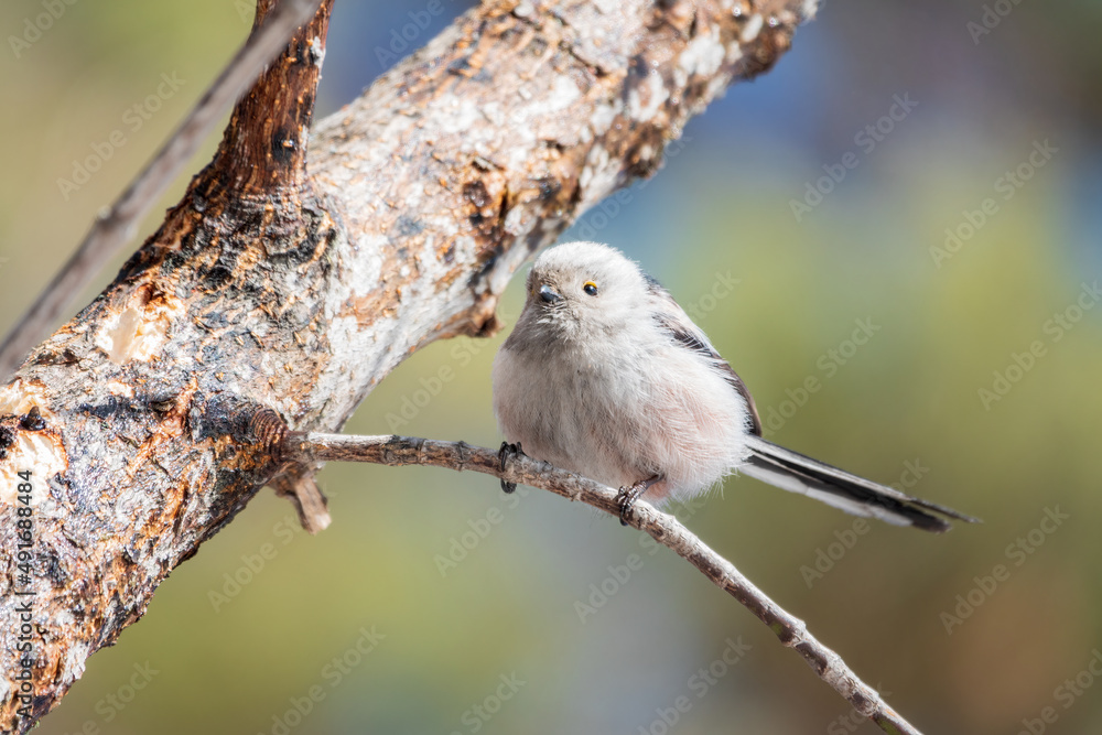 Fototapeta premium European long-tailed tit, latin name Aegithalos caudatus. A bird sitting on a branch in a deciduous forest.