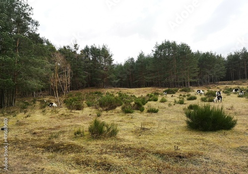 trees in the forest and landscape 