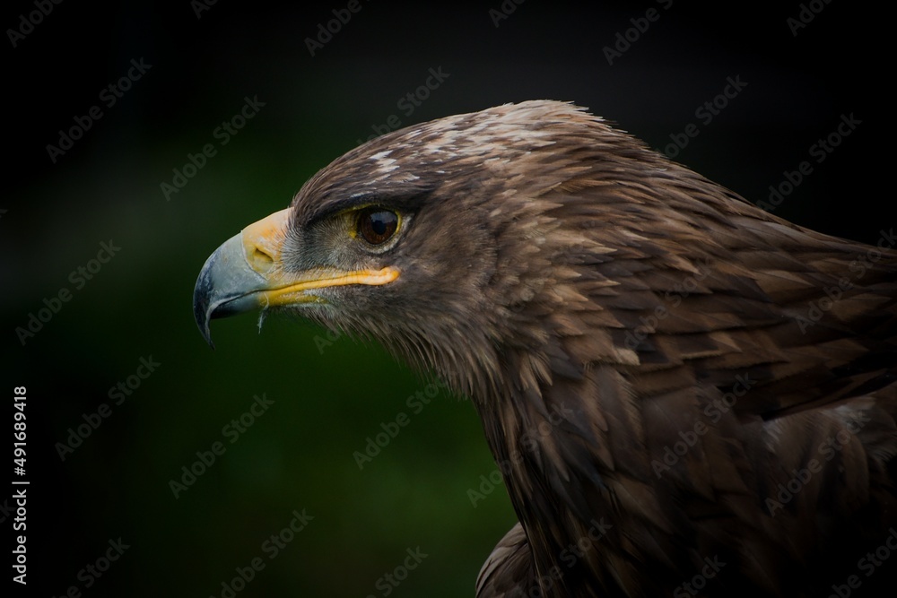 Naklejka premium Golden eagle 