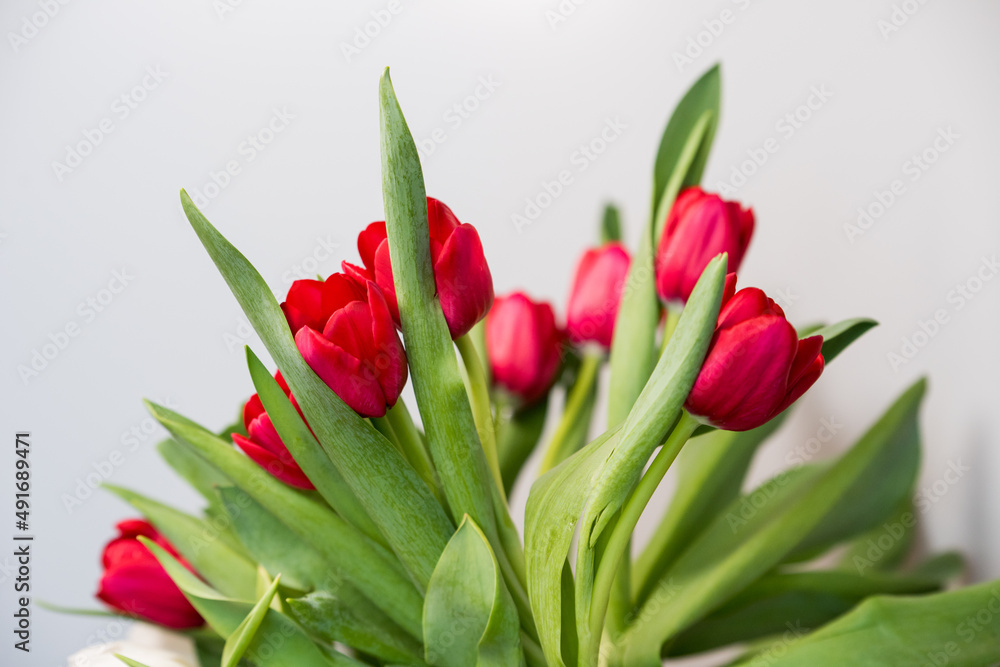 Red tulips on a white background, copy space Red tulips on a white background, copy space