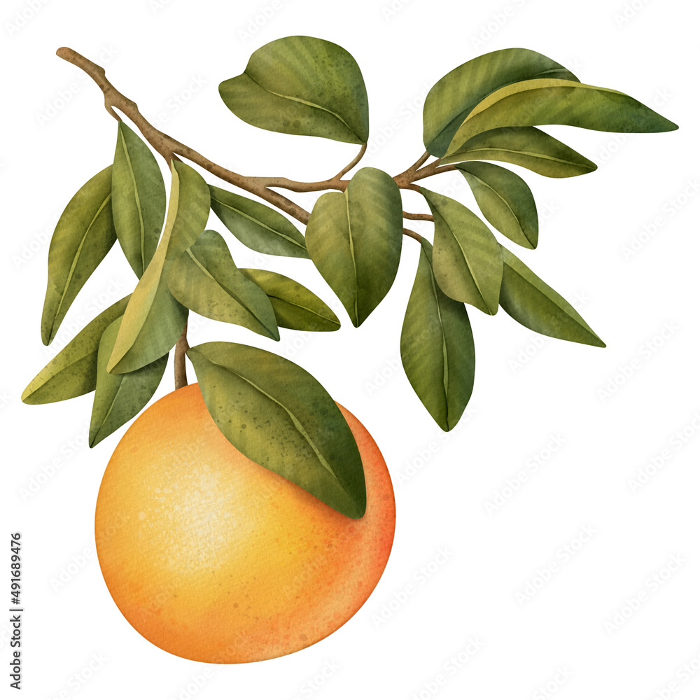 Oranges on a branch. Isolated watercolor illustrartion of citrus tree with leaves.