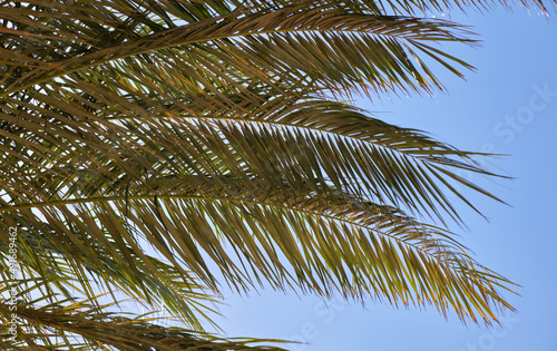 Beautiful green coconut palm trees on tropical beach against blue sky. Summer vacation concept