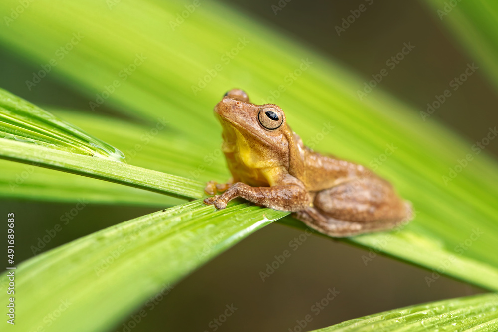 The mahogany tree frog (Tlalocohyla loquax) is a species of frog in the family Hylidae found in Belize, Costa Rica, Guatemala, Honduras, Mexico The mahogany tree frog (Tlalocohyla loquax) is a species of frog in the family Hylidae found in Belize, Costa Rica, Guatemala, Honduras, Mexico