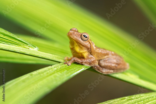 The mahogany tree frog (Tlalocohyla loquax) is a species of frog in the family Hylidae found in Belize, Costa Rica, Guatemala, Honduras, Mexico