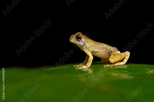 The mahogany tree frog (Tlalocohyla loquax) is a species of frog in the family Hylidae found in Belize, Costa Rica, Guatemala, Honduras, Mexico