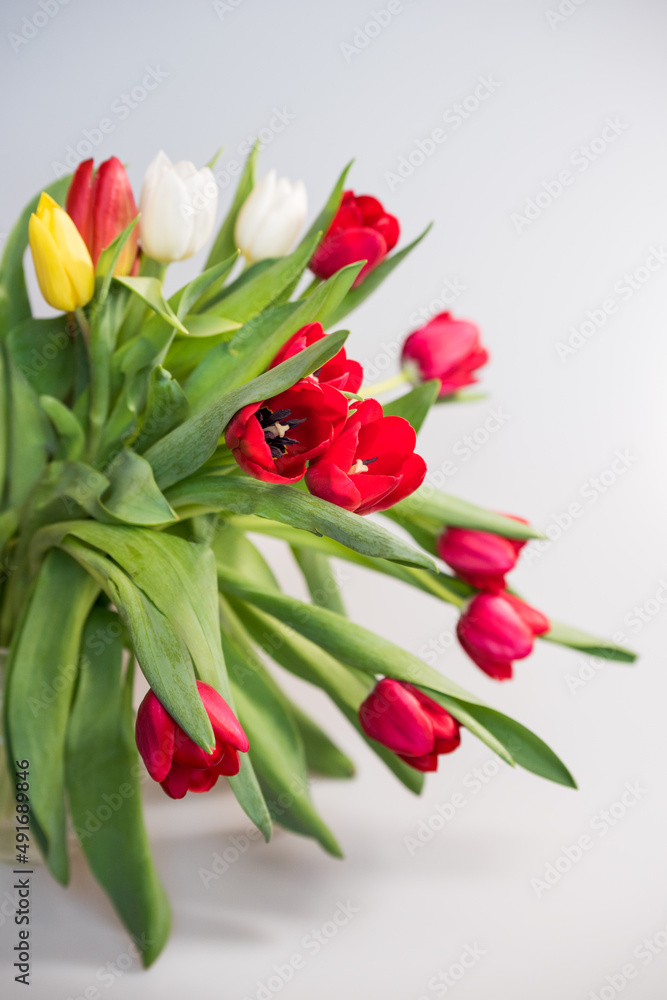 Fresh spring tulips on a white background, copy space Fresh spring tulips on a white background, copy space