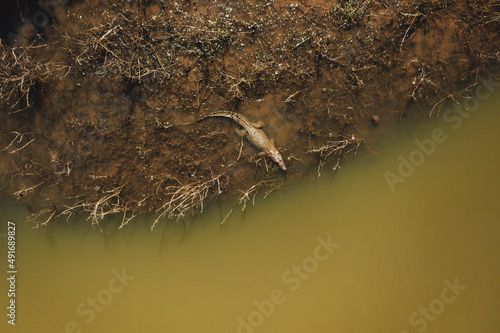 Aerial top down view of mugger crocodile in Mau Ara reservoir, Udawalawe national park, Sri Lanka.