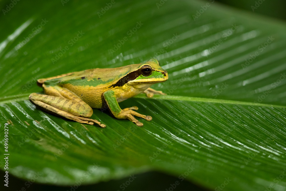New Granada cross-banded tree frog (Smilisca phaeota, also known as the masked tree frog) is a species of frog in the family Hylidae found in Colombia, Costa Rica New Granada cross-banded tree frog (Smilisca phaeota, also known as the masked tree frog) is a species of frog in the family Hylidae found in Colombia, Costa Rica
