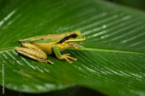 New Granada cross-banded tree frog (Smilisca phaeota, also known as the masked tree frog) is a species of frog in the family Hylidae found in Colombia, Costa Rica