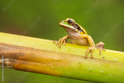 New Granada cross-banded tree frog (Smilisca phaeota, also known as the masked tree frog) is a species of frog in the family Hylidae found in Colombia, Costa Rica