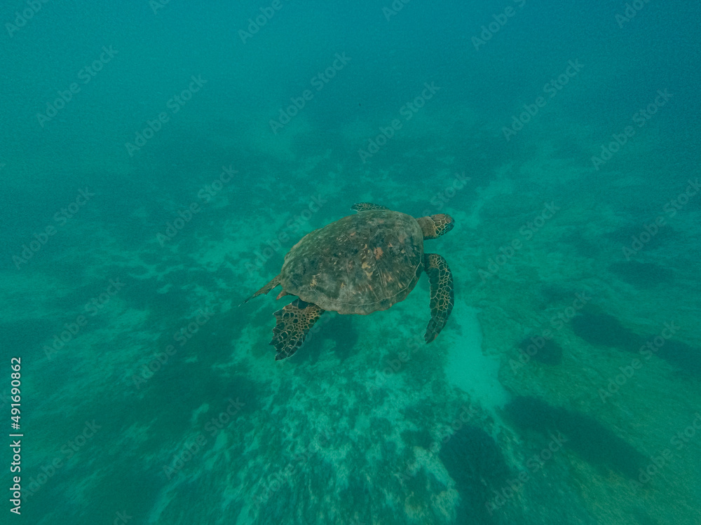Sea Turtle swimming around in Galapagos Island. Sea Turtle swimming around in Galapagos Island.
