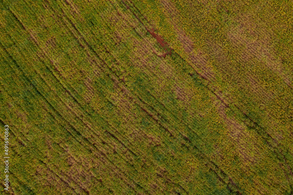 Soybean plantation with flaws seen from above