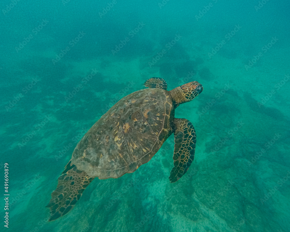 Sea Turtle swimming around in Galapagos Island. Sea Turtle swimming around in Galapagos Island.